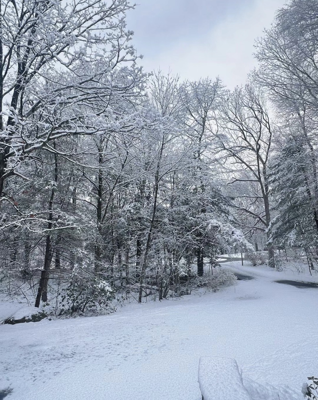 A quiet path through a snow-covered forest