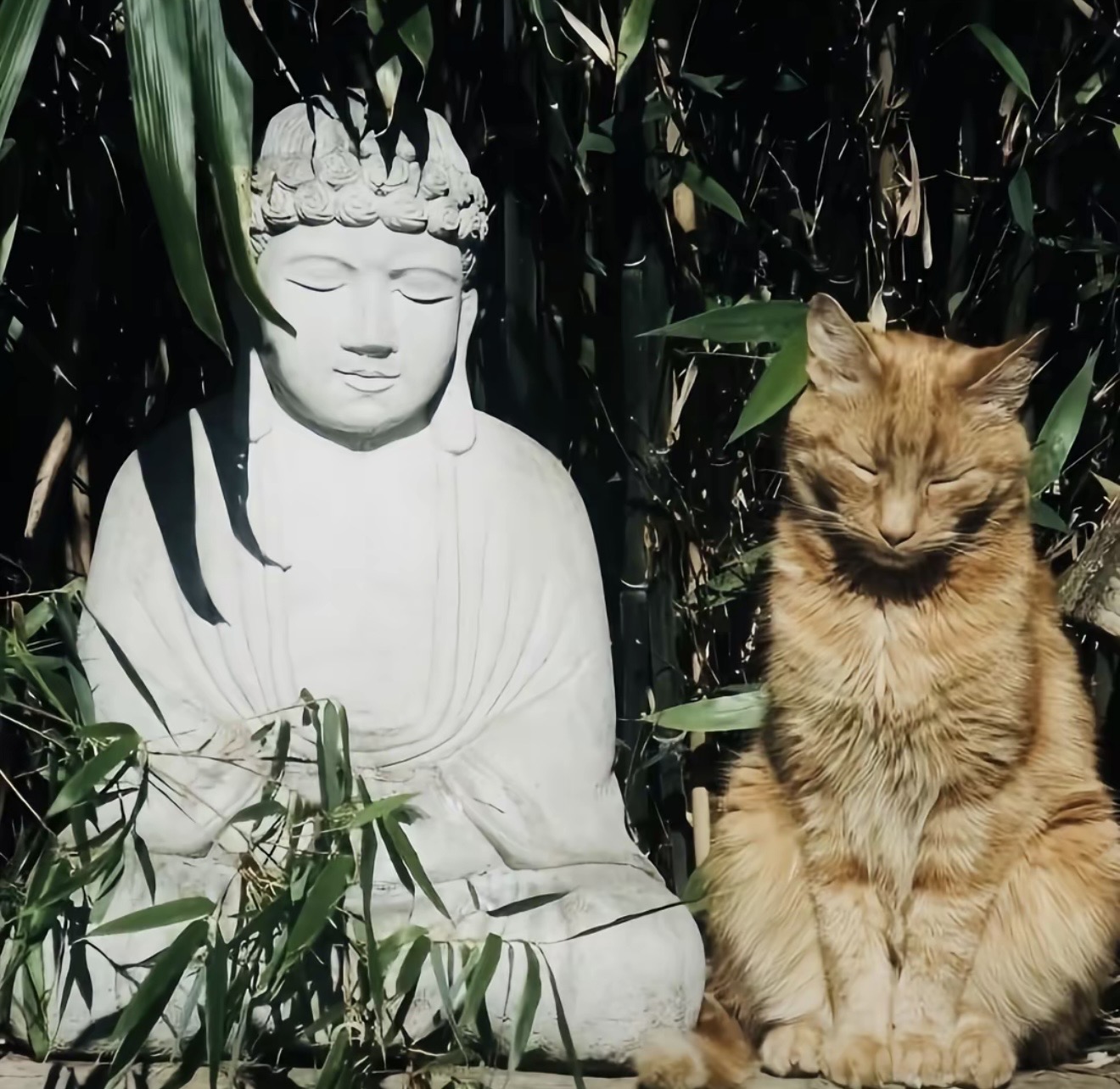 A white Buddha statue beside a resting orange cat among bamboo